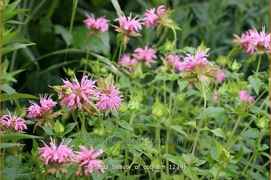 Monarda fistulosa 'Beauty of Cobham'