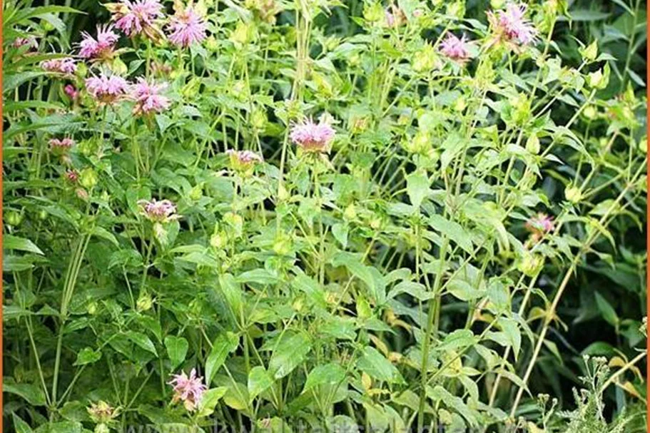 Monarda fistulosa 'Beauty of Cobham'