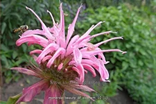 Monarda fistulosa 'Beauty of Cobham'