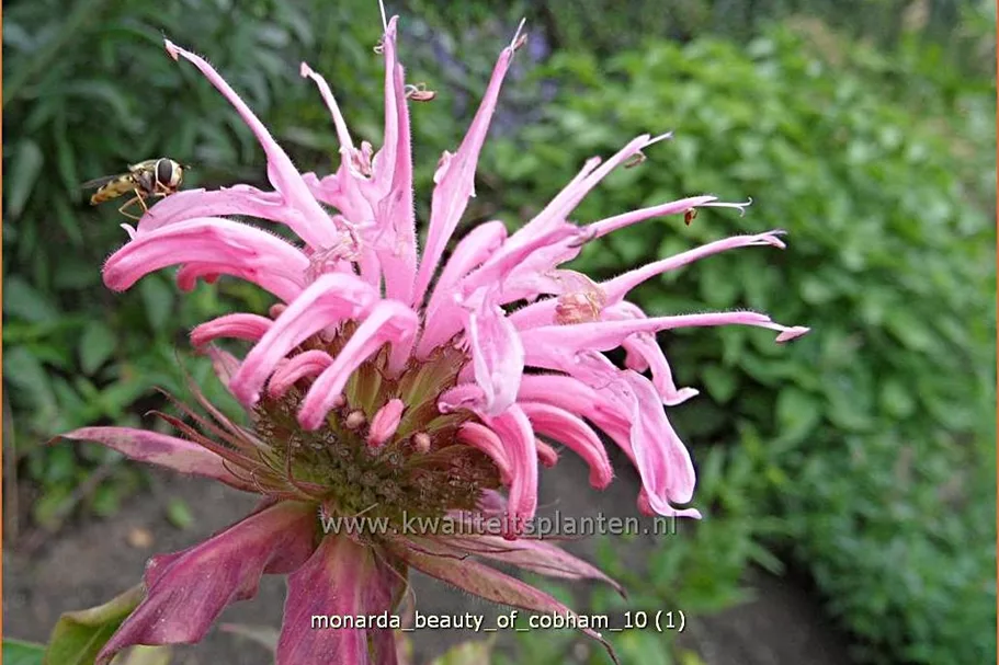 Monarda fistulosa 'Beauty of Cobham'