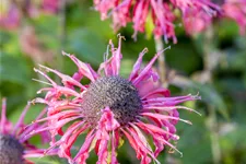 Monarda fistulosa 'Beauty of Cobham'