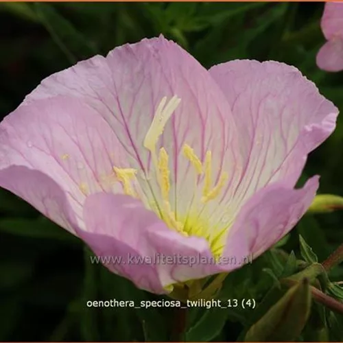Oenothera speciosa 'Twilight'