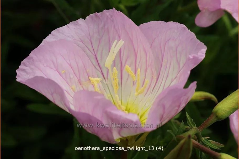 Oenothera speciosa 'Twilight'