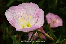 Oenothera speciosa 'Twilight'