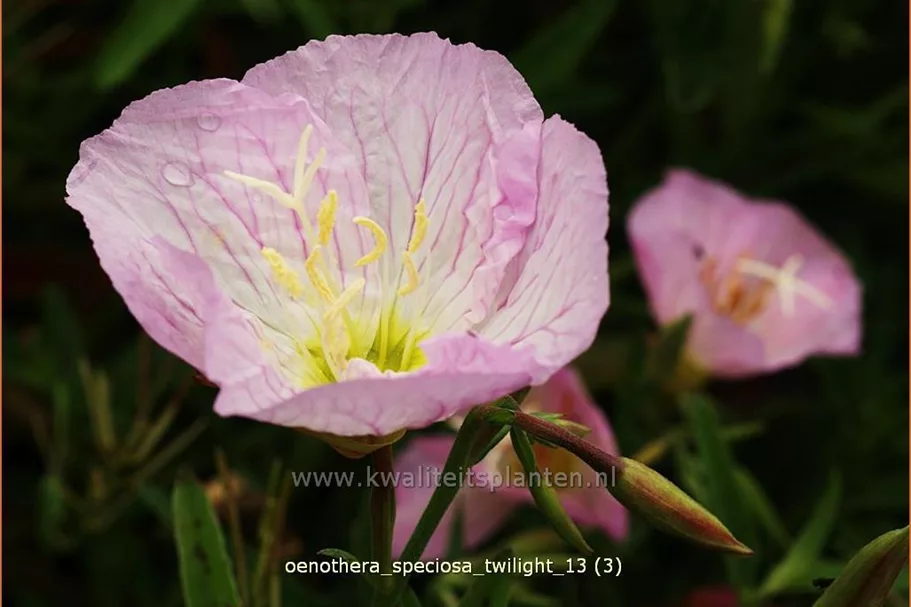 Oenothera speciosa 'Twilight'