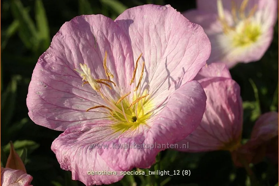 Oenothera speciosa 'Twilight'