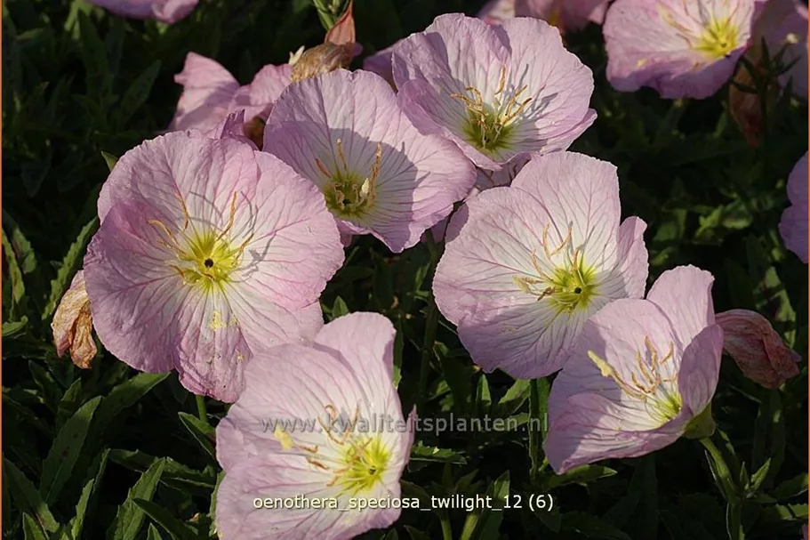 Oenothera speciosa 'Twilight'