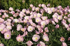 Oenothera speciosa 'Twilight'