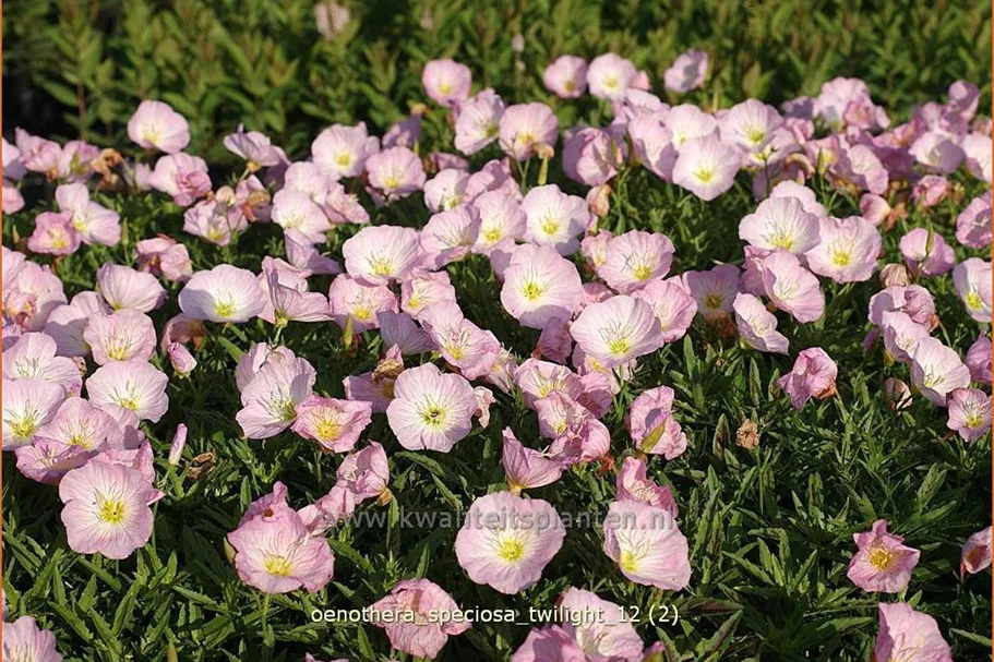 Oenothera speciosa 'Twilight'