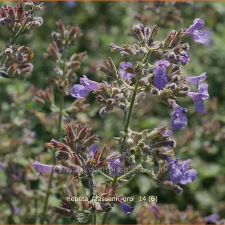Nepeta faassenii 'Grol'