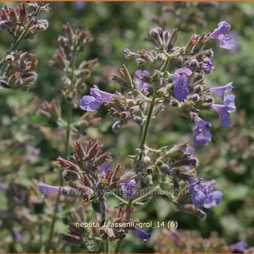 Nepeta faassenii 'Grol'