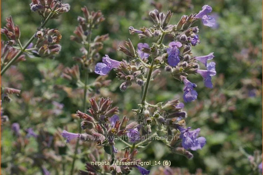 Nepeta faassenii 'Grol'
