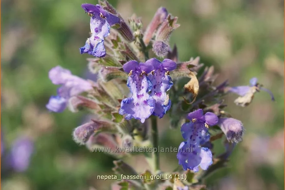 Nepeta faassenii 'Grol'