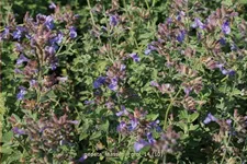 Nepeta faassenii 'Grol'