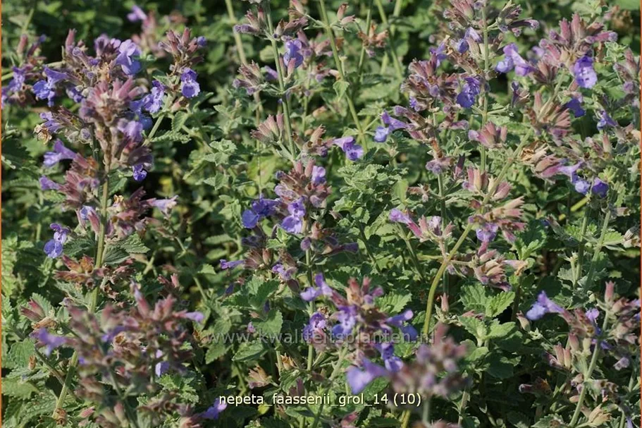 Nepeta faassenii 'Grol'