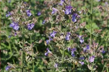 Nepeta faassenii 'Grol'