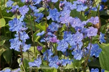 Omphalodes cappadocica 'Cherry Ingram'