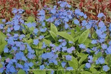 Omphalodes cappadocica 'Cherry Ingram'