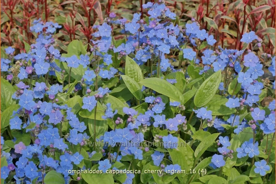 Omphalodes cappadocica 'Cherry Ingram'
