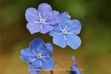 Omphalodes cappadocica 'Cherry Ingram'