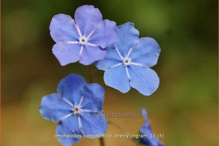 Omphalodes cappadocica 'Cherry Ingram'