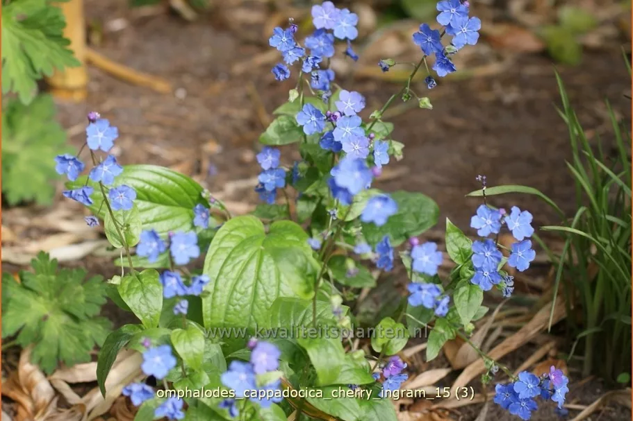 Omphalodes cappadocica 'Cherry Ingram'