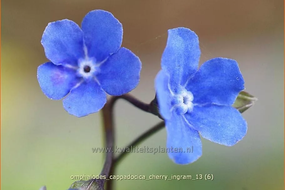Omphalodes cappadocica 'Cherry Ingram'
