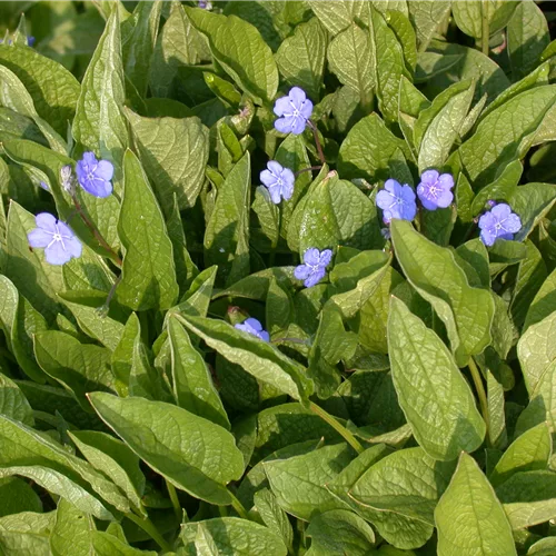 Omphalodes cappadocica 'Cherry Ingram'