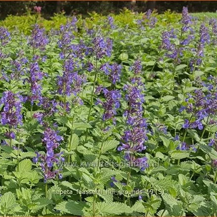 Nepeta faassenii 'Hill Grounds'