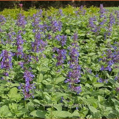Nepeta faassenii 'Hill Grounds'
