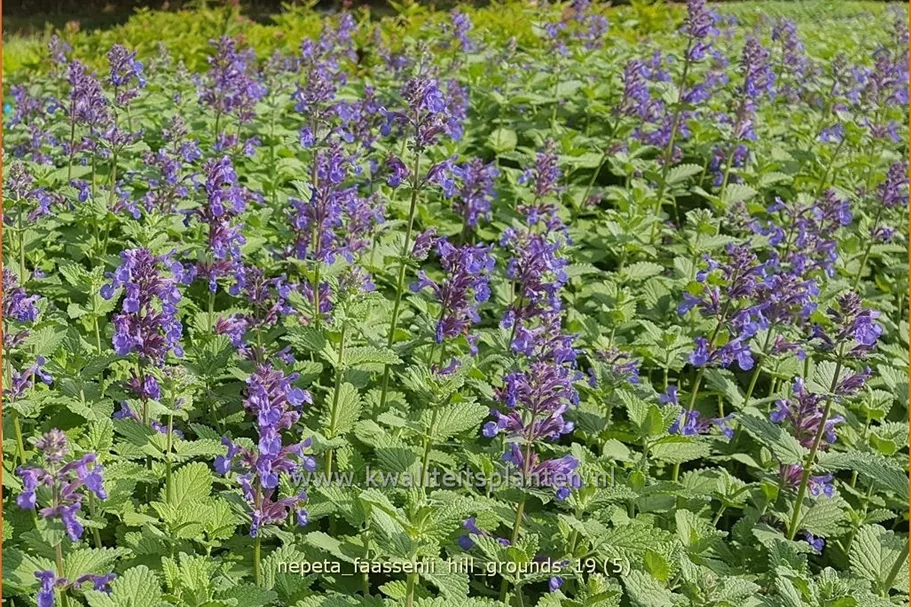 Nepeta faassenii 'Hill Grounds'