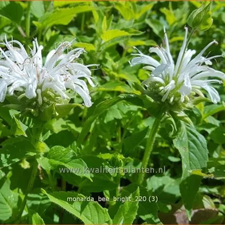 Monarda fistulosa 'Bee-Bright'