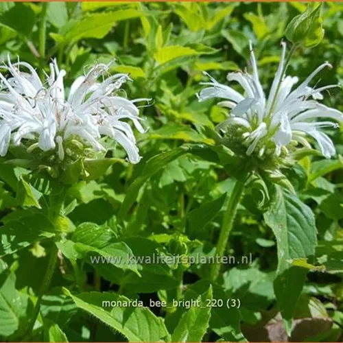 Monarda fistulosa 'Bee-Bright'