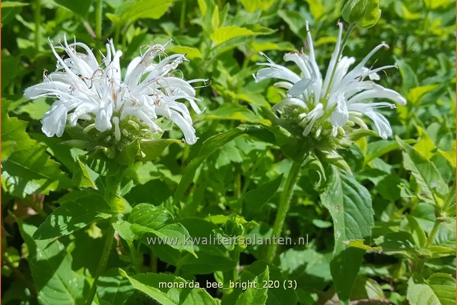 Monarda fistulosa 'Bee-Bright'