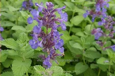 Nepeta faassenii 'Hill Grounds'