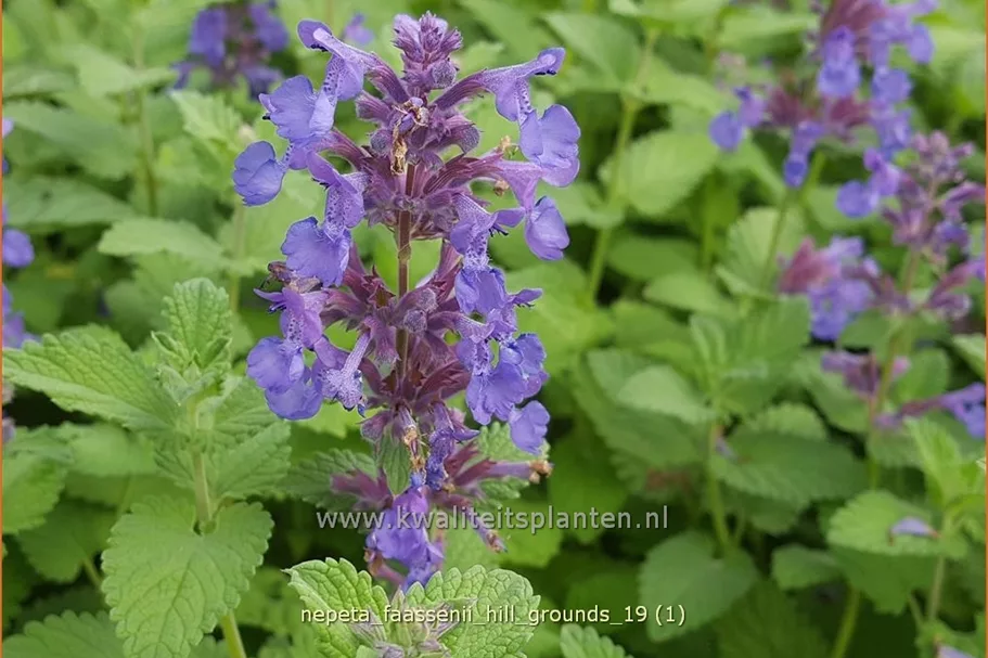 Nepeta faassenii 'Hill Grounds'