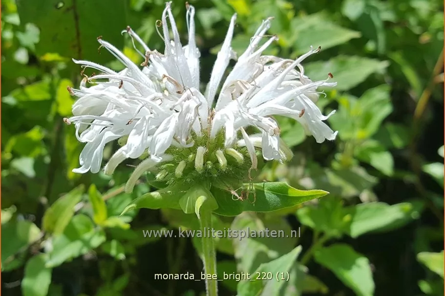 Monarda fistulosa 'Bee-Bright'