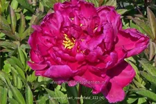 Paeonia 'Karl Rosenfield' (pot 11 cm)