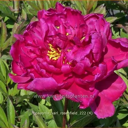 Paeonia 'Karl Rosenfield' (pot 11 cm)