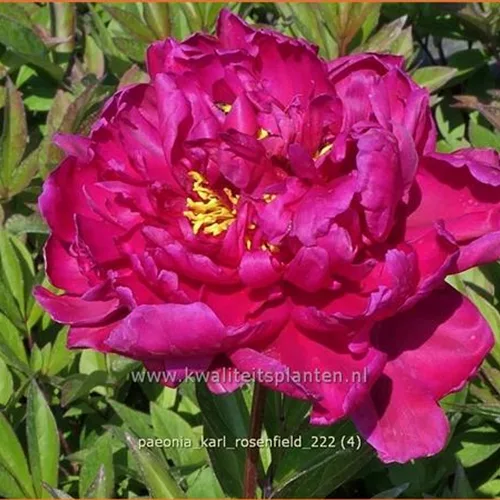 Paeonia 'Karl Rosenfield' (pot 11 cm)
