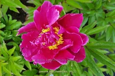 Paeonia 'Karl Rosenfield' (pot 11 cm)