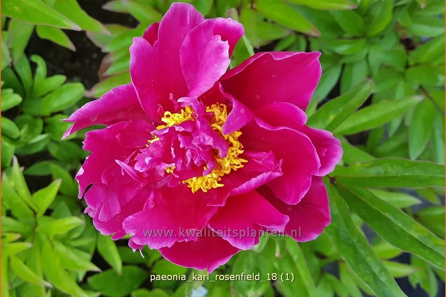 Paeonia 'Karl Rosenfield' (pot 11 cm)