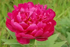 Paeonia 'Karl Rosenfield' (pot 11 cm)