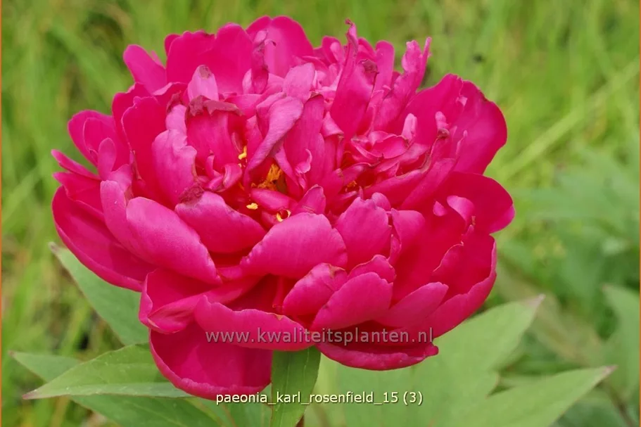Paeonia 'Karl Rosenfield' (pot 11 cm)
