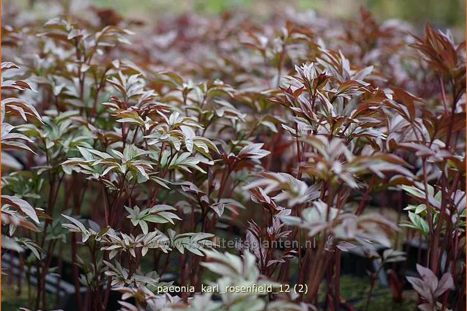 Paeonia 'Karl Rosenfield' (pot 11 cm)