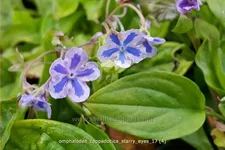 Omphalodes cappadocica 'Starry Eyes'