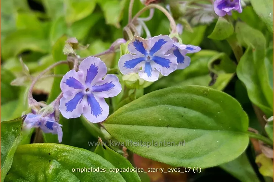 Omphalodes cappadocica 'Starry Eyes'