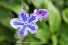 Omphalodes cappadocica 'Starry Eyes'