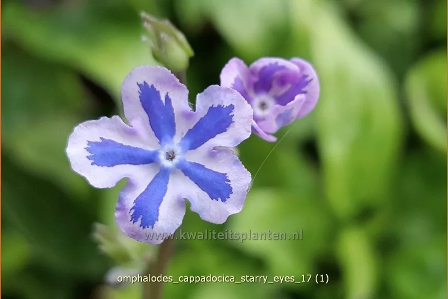Omphalodes cappadocica 'Starry Eyes'