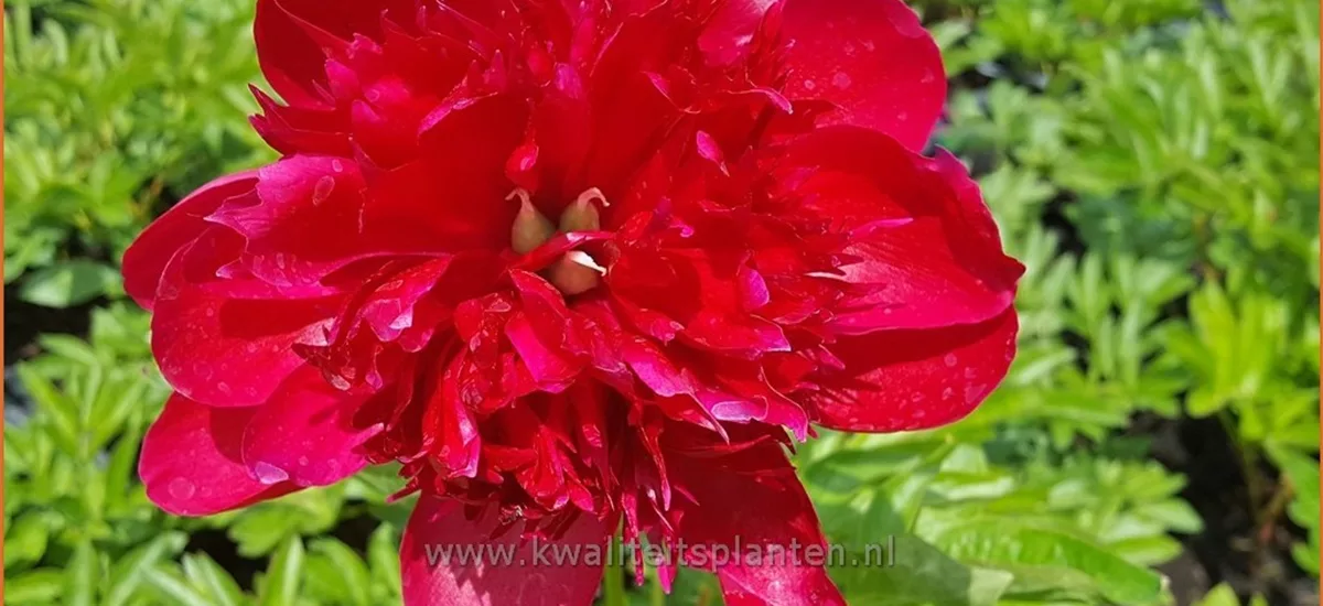 Paeonia 'Red Charm' (pot 11 cm)